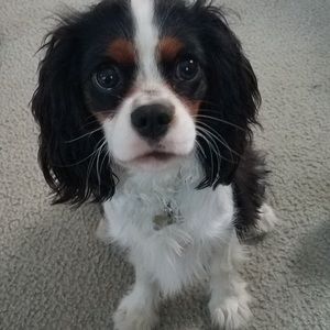 Meet your Posher, Bill